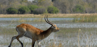 Saiwa Swamp National Park Saiwa Swamp sitatoenga