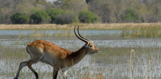 Saiwa Swamp National Park Saiwa Swamp sitatoenga
