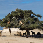 Souss-Massa National Park