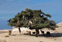 Souss-Massa National Park Souss-Massa National Park