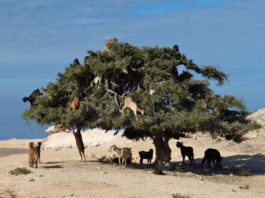 Souss-Massa National Park Souss-Massa National Park