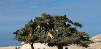 Souss-Massa National Park Souss-Massa National Park