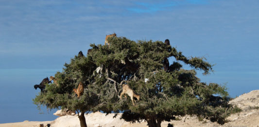 Souss-Massa National Park Souss-Massa National Park