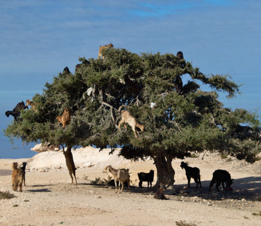 Souss-Massa National Park Souss-Massa National Park