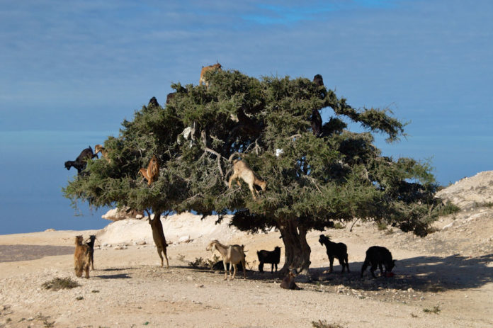 Souss-Massa National Park