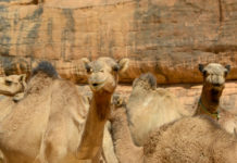 Wadi El Gemal National Park Wadi El Gemal National Park