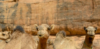 Wadi El Gemal National Park Wadi El Gemal National Park