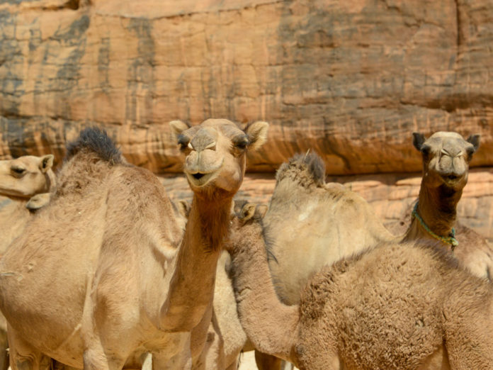 Wadi El Gemal National Park