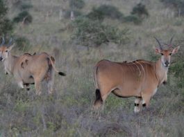 Burigi-Chato National Park Burigi-Chato National Park Tanzania