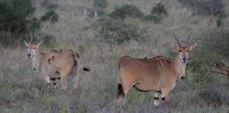 Burigi-Chato National Park Burigi-Chato National Park Tanzania