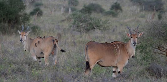 Burigi-Chato National Park Burigi-Chato National Park Tanzania