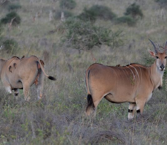 Burigi-Chato National Park Burigi-Chato National Park Tanzania