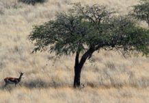 Dqae Qare Game Farm Dqae Qare Game Farm Botswana