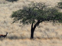 Dqae Qare Game Farm Dqae Qare Game Farm Botswana