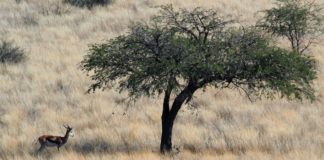 Dqae Qare Game Farm Dqae Qare Game Farm Botswana