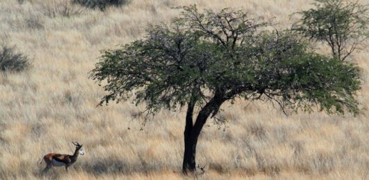 Dqae Qare Game Farm Dqae Qare Game Farm Botswana