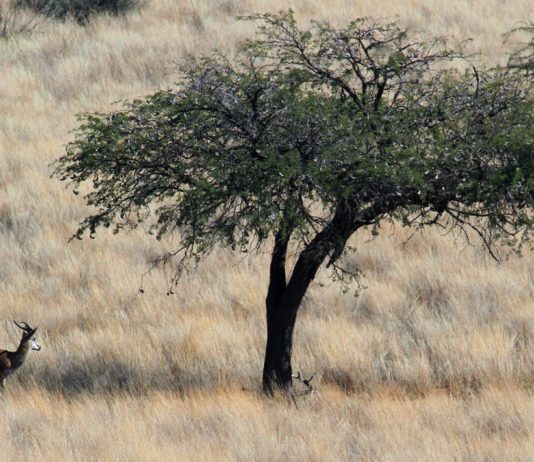 Dqae Qare Game Farm Dqae Qare Game Farm Botswana