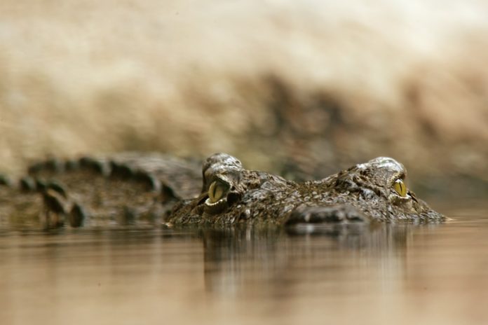 Jonge krokodillen breken vrij in de provincie West-Kaap in Zuid-Afrika