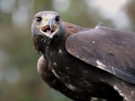 Khenifra National Park Khenifra National Park Marokko