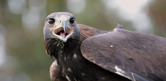 Khenifra National Park Khenifra National Park Marokko
