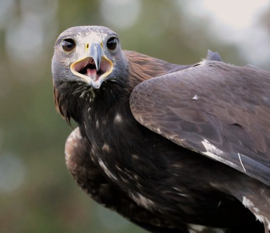 Khenifra National Park Khenifra National Park Marokko
