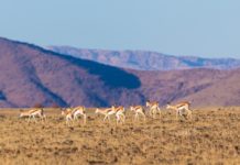 Mokala National Park Mokala National Park Zuid Afrika