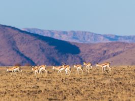 Mokala National Park Mokala National Park Zuid Afrika