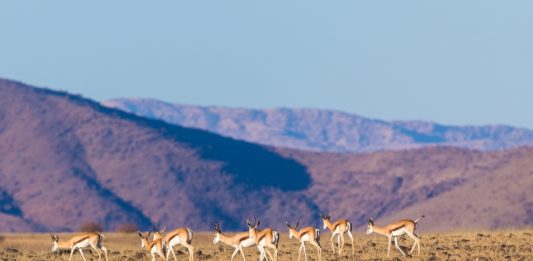 Mokala National Park Mokala National Park Zuid Afrika