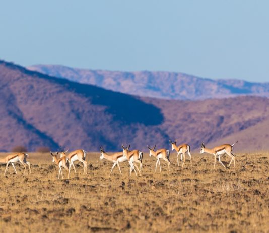 Mokala National Park Mokala National Park Zuid Afrika