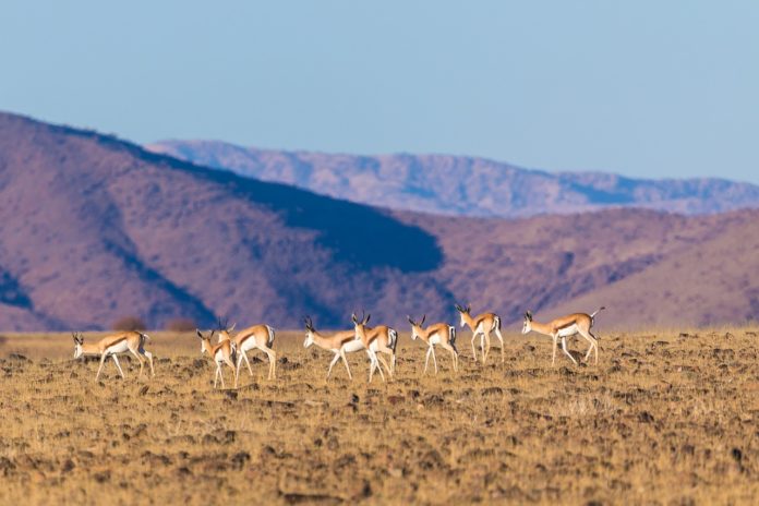 Mokala National Park Zuid Afrika