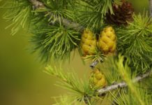 Tazekka National Park Tazekka National Park Marokko