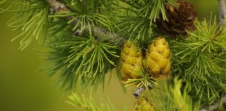 Tazekka National Park Tazekka National Park Marokko