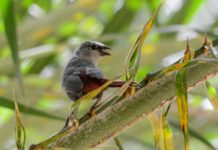 Farasuto Forest Community Nature Reserve Farasuto Forest Community Nature Reserve