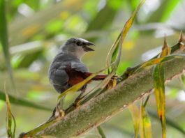 Farasuto Forest Community Nature Reserve Farasuto Forest Community Nature Reserve