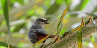 Farasuto Forest Community Nature Reserve Farasuto Forest Community Nature Reserve