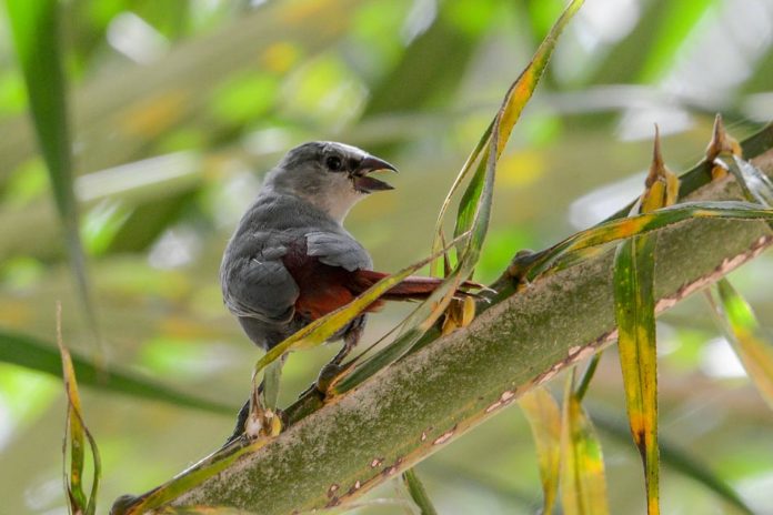 Farasuto Forest Community Nature Reserve