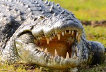 Lake Rukwa & Rukwa Game Reserve Lake Rukwa & Rukwa Game Reserve