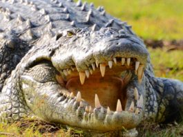 Lake Rukwa & Rukwa Game Reserve Lake Rukwa & Rukwa Game Reserve