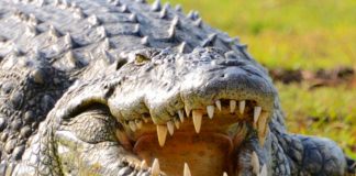 Lake Rukwa & Rukwa Game Reserve Lake Rukwa & Rukwa Game Reserve