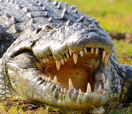 Lake Rukwa & Rukwa Game Reserve Lake Rukwa & Rukwa Game Reserve