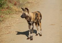 Drie wilde honden succesvol verplaatst naar Liuwa Plain National Park Wilde hond Liuwa Plain