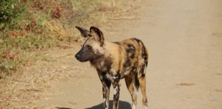 Drie wilde honden succesvol verplaatst naar Liuwa Plain National Park Wilde hond Liuwa Plain