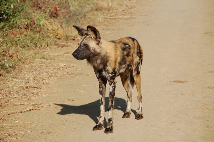 Wilde hond Liuwa Plain