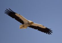 Eerste bevestigde waarneming van de Aasgier in Malawi Aasgier