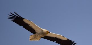 Eerste bevestigde waarneming van de Aasgier in Malawi Aasgier