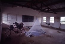 Onderzoek wijst uit dat Tseetseevliegen de kleur blauw associëren met voedsel Muskietennet