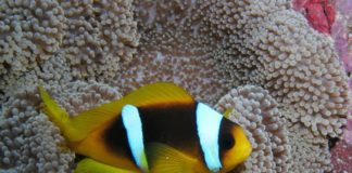 Anemoonvis of clownvis in de serie dier uitgelicht Anemoonvis Wadi Lahami Egypte