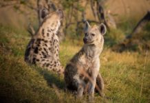 Hyena in de serie dier uitgelicht Hyena in Afrika