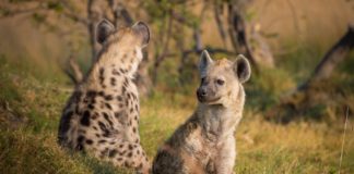 Hyena in de serie dier uitgelicht Hyena in Afrika
