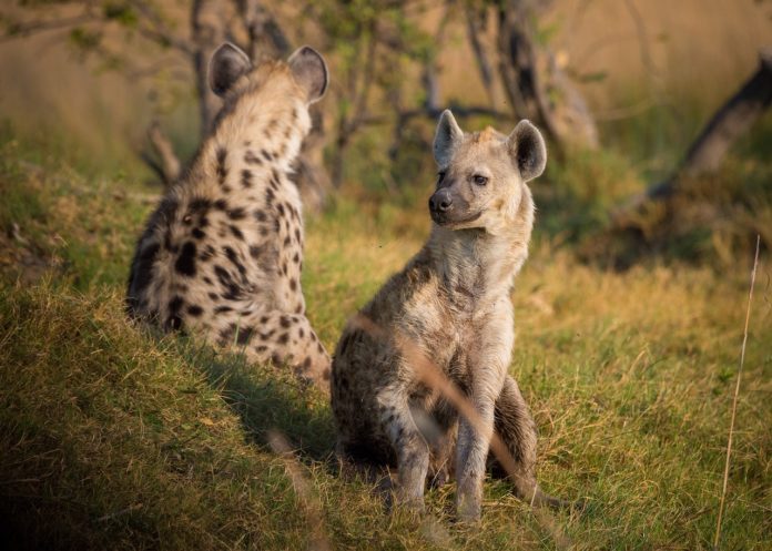 Hyena in Afrika